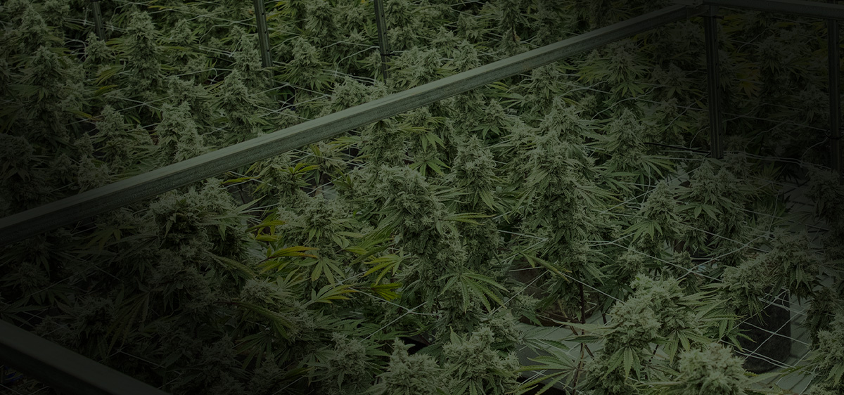 05_FL_Flower_MightyOunceMonday_Bkg