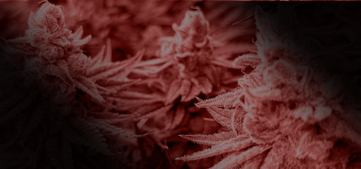 FL_NewProduct_Strawguava_Banner_Bkg
