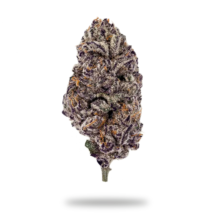 Insa Purple Punch Flower