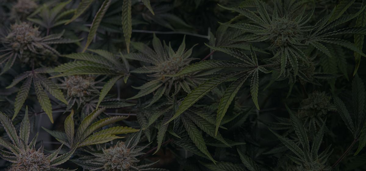 06_MA_Flower_Feature_AsLowAs_20_HeroBG