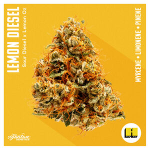 Lemon Diesel, an Insa Signature Genetic