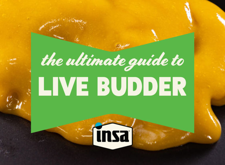 INSA Ultimate Guide to Live Budder