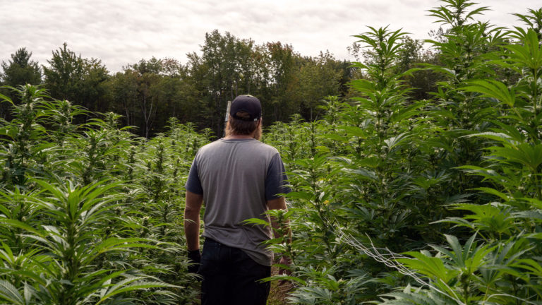 A Man standing in a Cannabis field at High Plains Farm