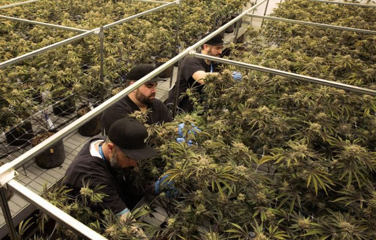 INSA Cannabis Growers working on plants