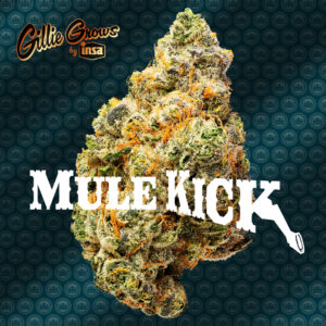 Mule Kick - an iconic strain from the Gillie Grows by Insa collaboration