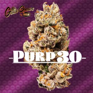 Purp 30 - an iconic strain from the Gillie Grows by Insa collaboration