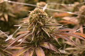 Shark Shock Cannabis Bud - High in CBD