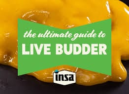 INSA Ultimate Guide to Live Budder