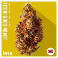 Lemon OZ Cannabis Strain
