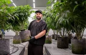 Insa Frank - Cultivar Chronicles