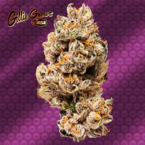 Gillie Grows by Insa - Purp30