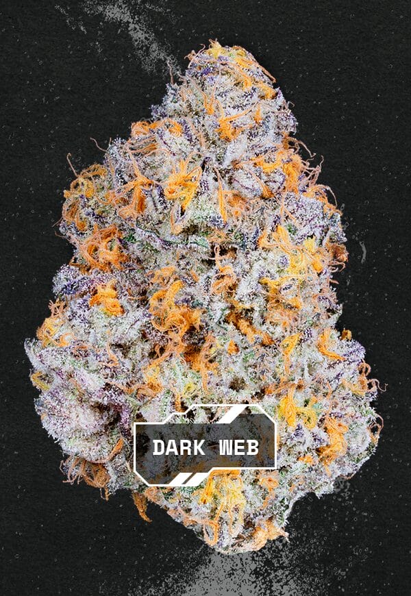 Alien Labs - Dark Web