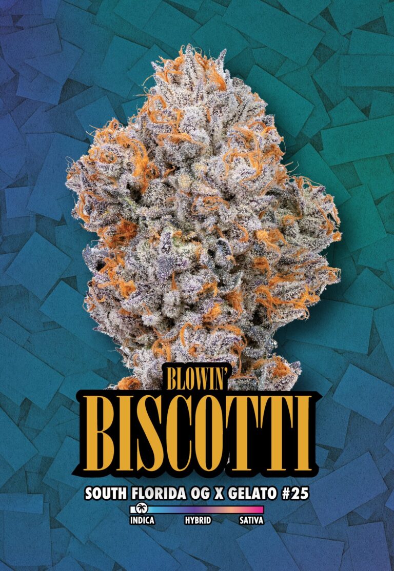 Connected - Biscotti