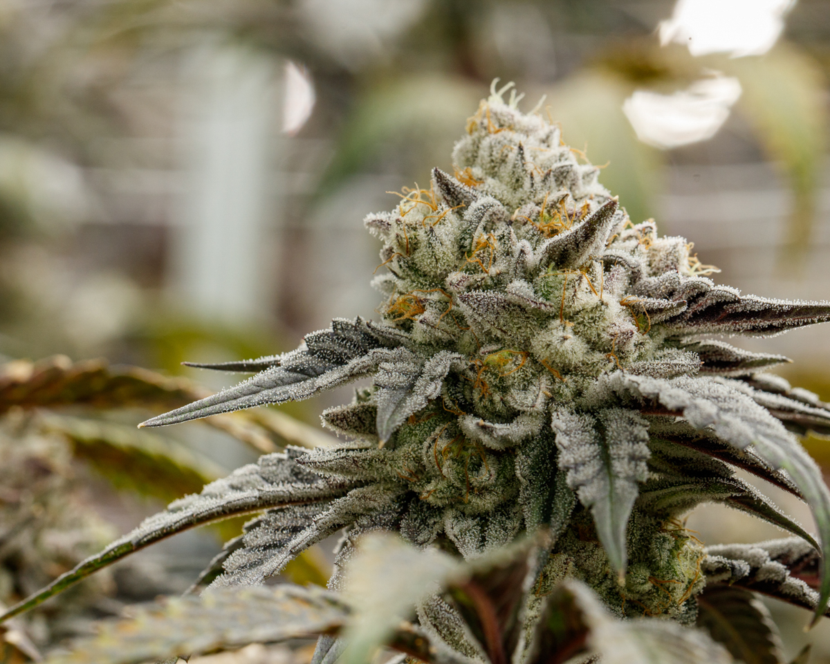 September Drop List FL - Grow Shot