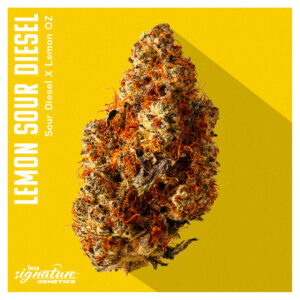 August Drop List - Lemon Sour Diesel
