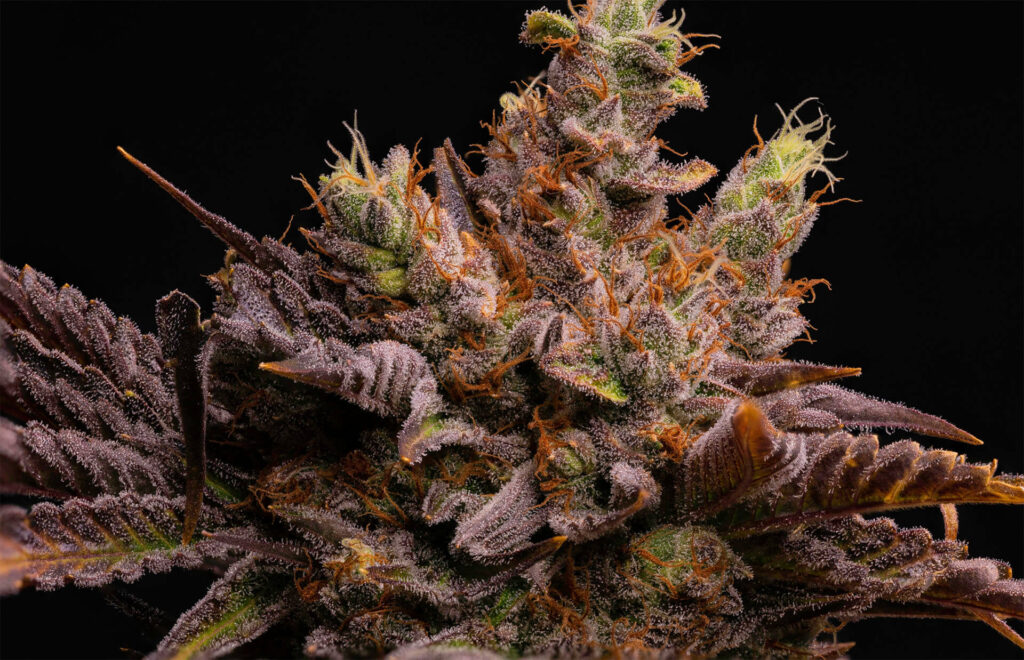 Bubble Mint Chem Cannabis Shown up Close